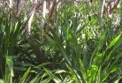 Yarras NSWorganic-gardening-18.jpg; ?>