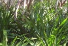 Yarras NSWplants-40.jpg; ?>